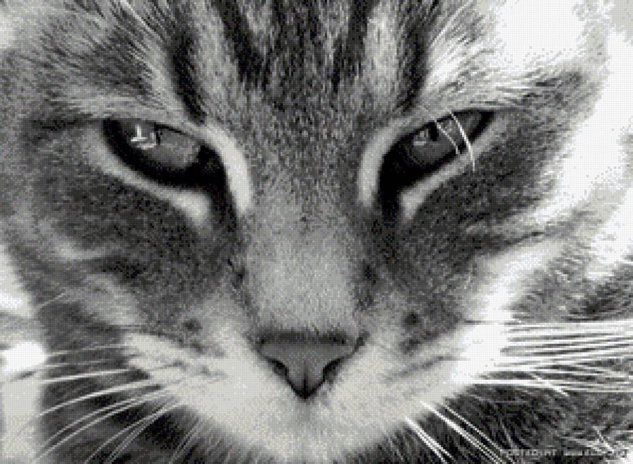 кошка - кошка, животные - предпросмотр