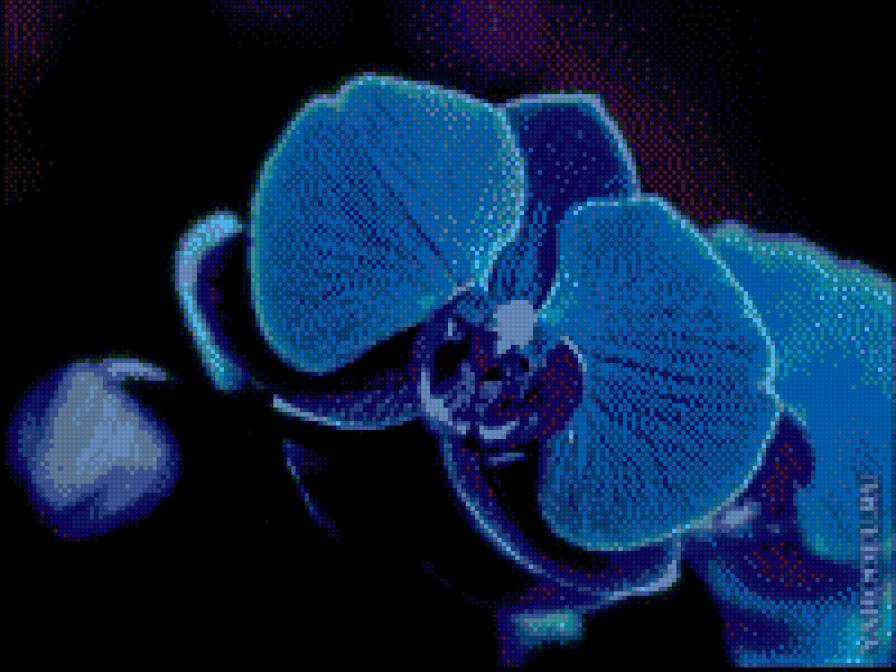 Синяя орхидея - предпросмотр