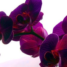 Оригинал схемы вышивки «красная орхидея» (№869831)