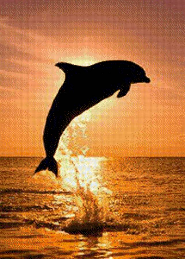 дельфин - предпросмотр