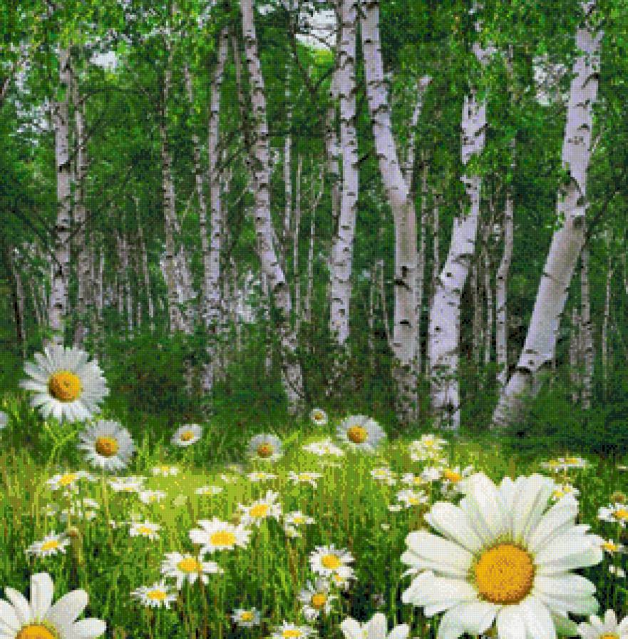 березки - предпросмотр