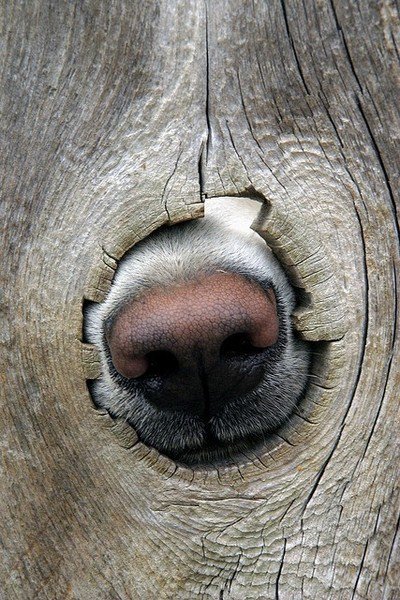 любопытный нос - нос, позитив, собака, забор - оригинал