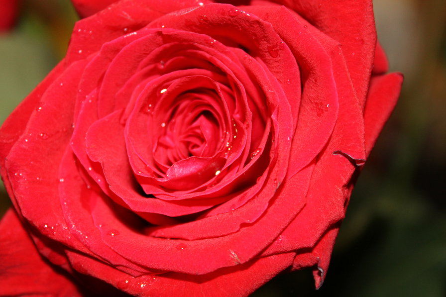 роза - роза цветы - оригинал