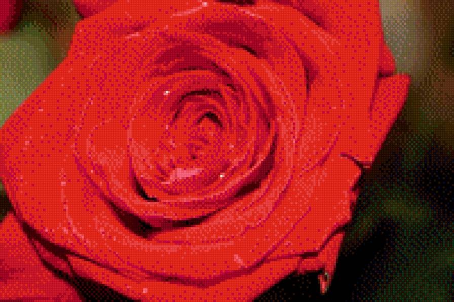 роза - роза цветы - предпросмотр