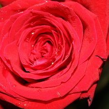 Схема вышивки «роза»