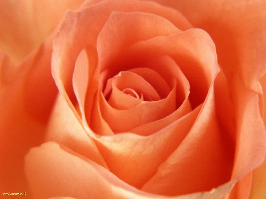 Нежная роза 2 - роэы - оригинал