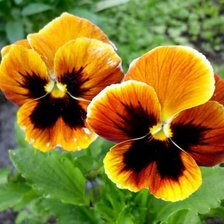 Схема вышивки «Анютины глазки»