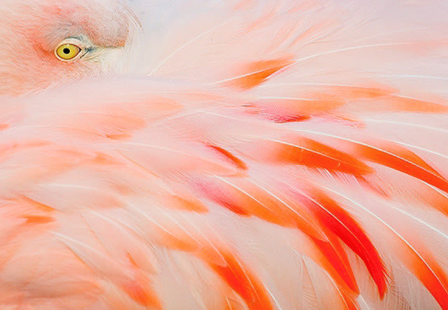 фламинго - фламинго - оригинал