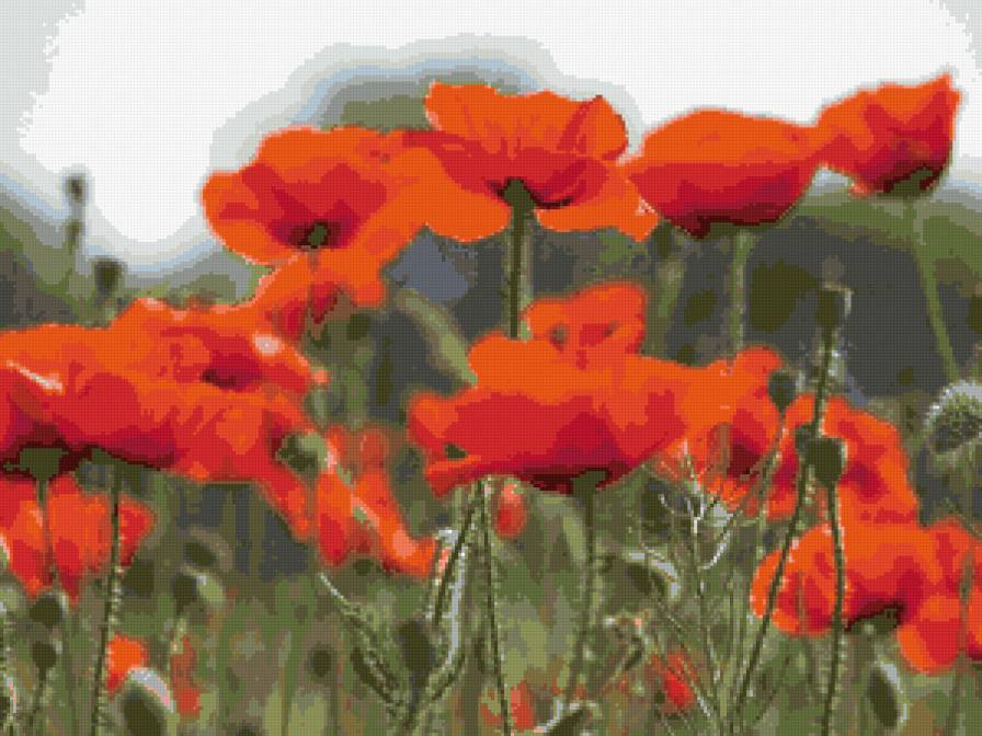 Маки - цветы, маки - предпросмотр