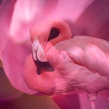 фламинго 2