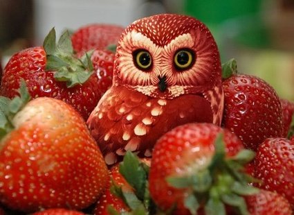 Сова в клубнике - сова, клубника - оригинал