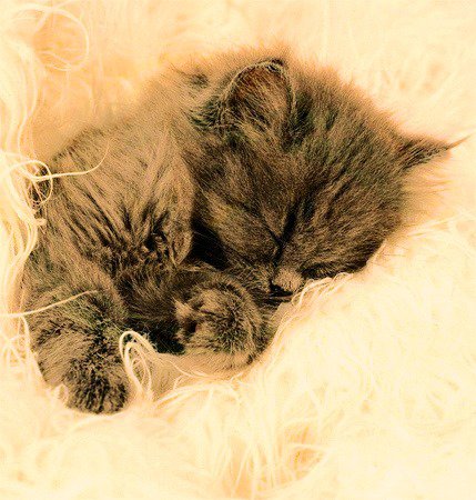 спящий - сепия, котик - оригинал