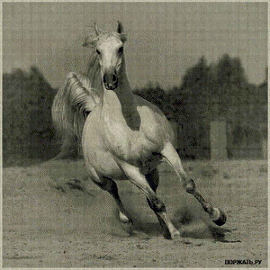 лошадь - лошадь, животные - предпросмотр