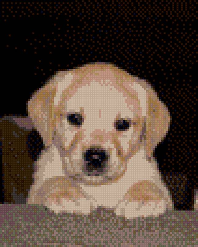 Лабрадор - собака, щенок, лабрадор - предпросмотр