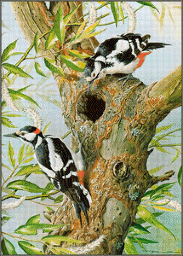 №871704 - птицы - предпросмотр