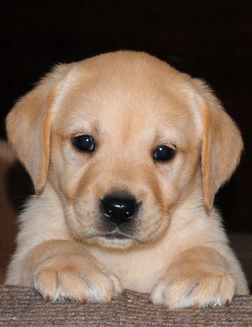Лабрадор - лабрадор, собака, щенок - оригинал
