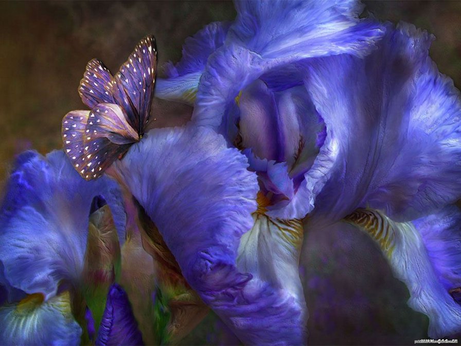 Ирисы - красиво, ирисы, цветы, бабочка - оригинал