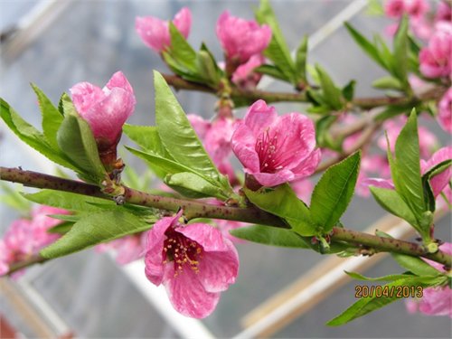 Цветущая весна - цветы, красиво, весна, тепло - оригинал