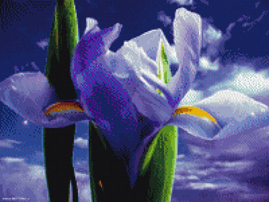 Ирисы - цветы, лето, ирисы - предпросмотр