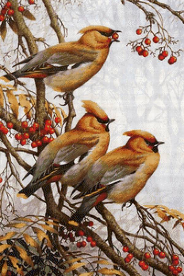 Птицы на рябине - птицы, рябина - предпросмотр