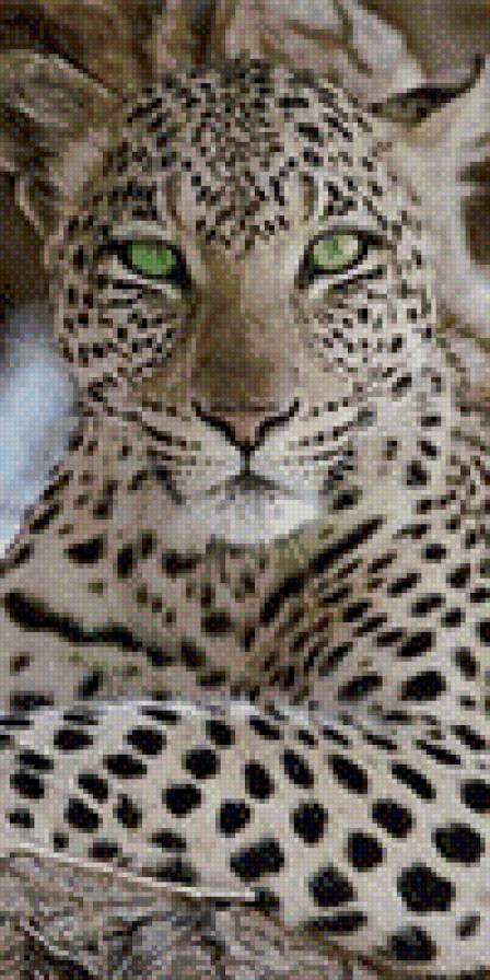 леопард - кошки, животные - предпросмотр