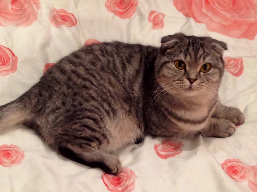 Шотландская вислоухая - оригинал