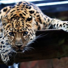 Схема вышивки «Взгляд»