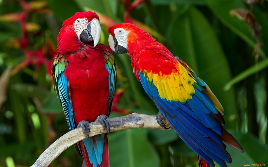 попугаи - природа, птицы - оригинал