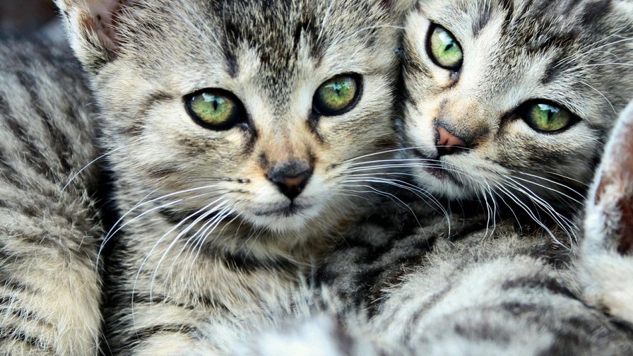 № 52 - животные - оригинал