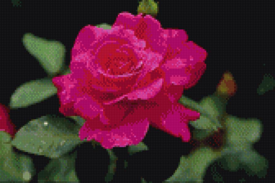 Красивая роза - роза - предпросмотр