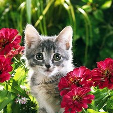 Котенок в цветах