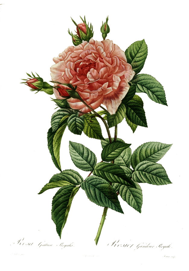 цветок розы - цветок, рисунок, роза, панно - оригинал