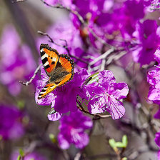 Схема вышивки «багульник»