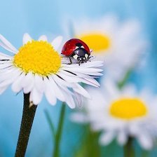 Схема вышивки «божья коровка»