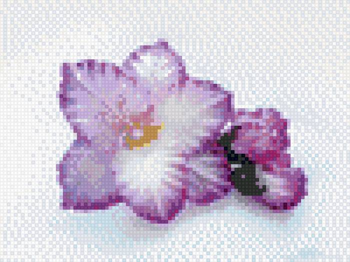 Гладиолус - гладиолус - предпросмотр