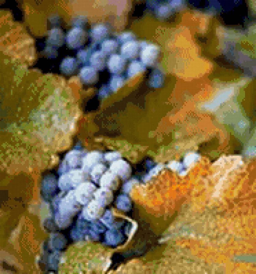 грона - осень, грона, виноград - предпросмотр