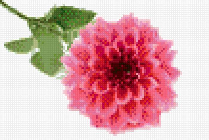 Георгин - георгин - предпросмотр