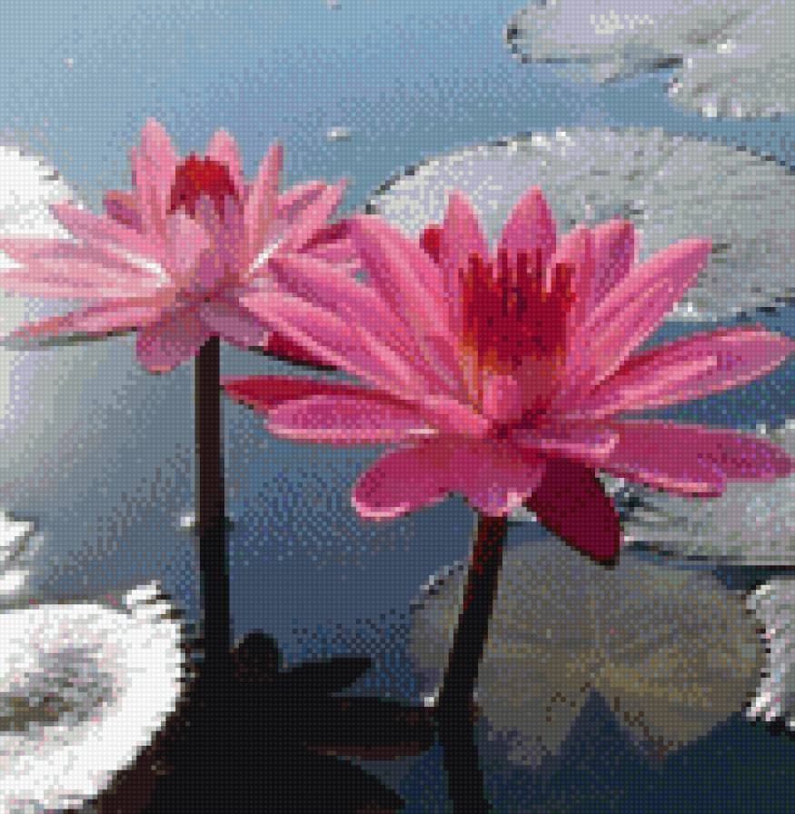 Цветы на воде - цветы - предпросмотр