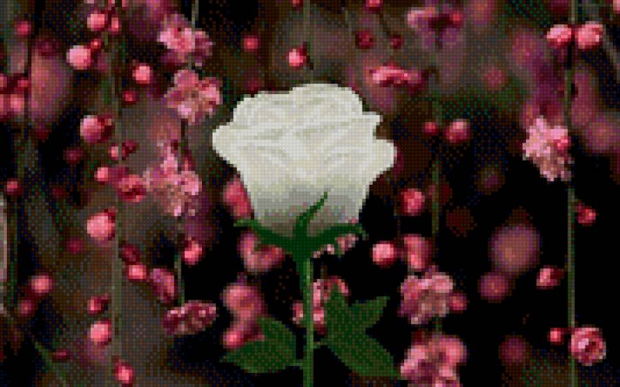 Белая роза - роза - предпросмотр