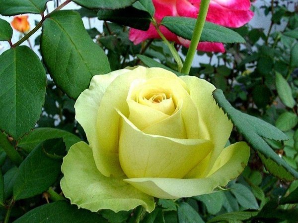 Желтая роза - роза - оригинал