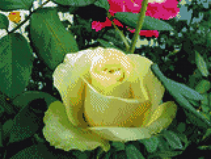 Желтая роза - роза - предпросмотр