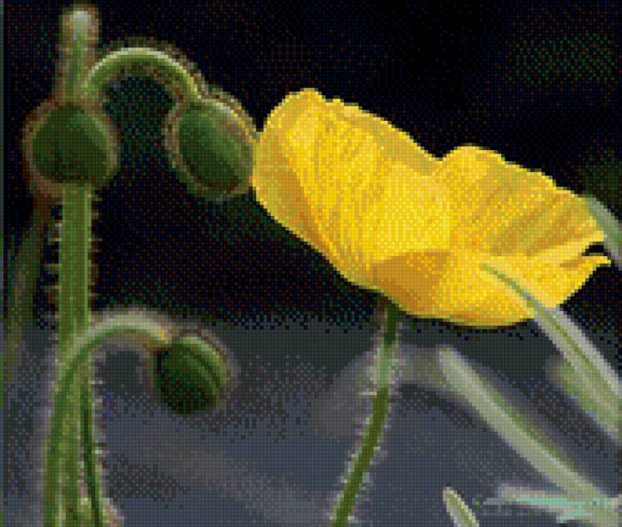 Желтый мак - маки - предпросмотр