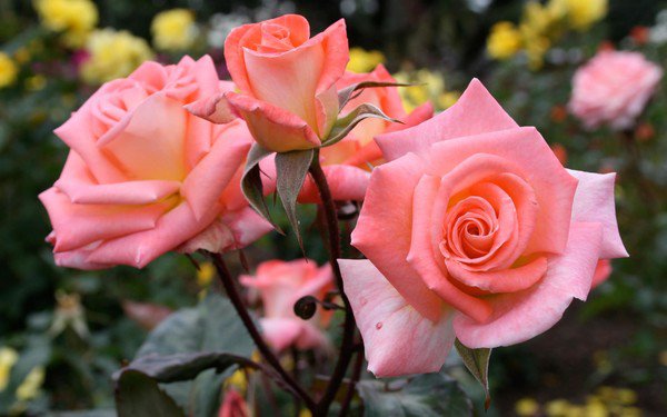 Розовые розы - роза - оригинал