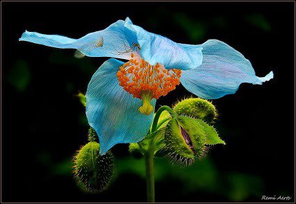 Голубой мак - мак - оригинал