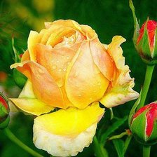 Желтая роза