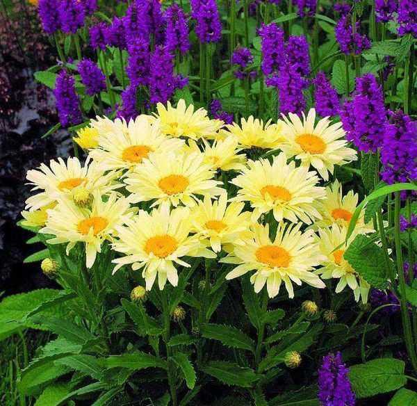 Цветы полевые - цветы - оригинал