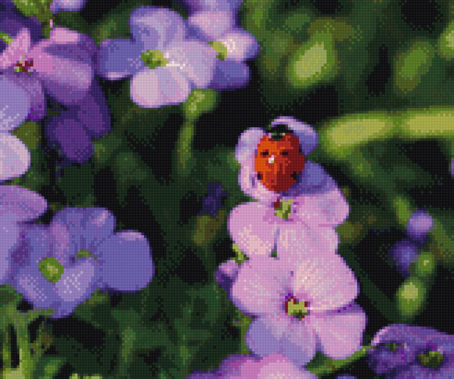 Божья коровка - предпросмотр