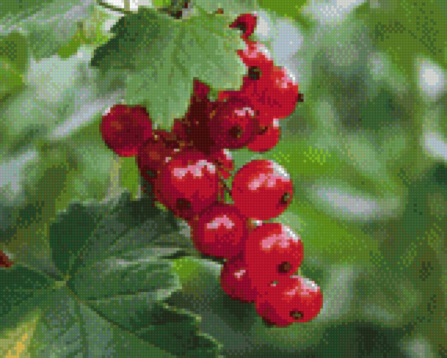 Красная смородина - предпросмотр