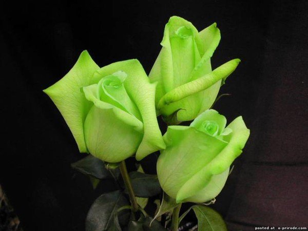 Зеленые розы - роза - оригинал