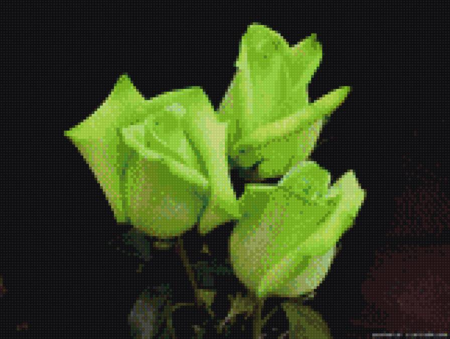 Зеленые розы - роза - предпросмотр
